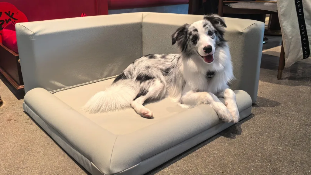 orthopedic dog bed