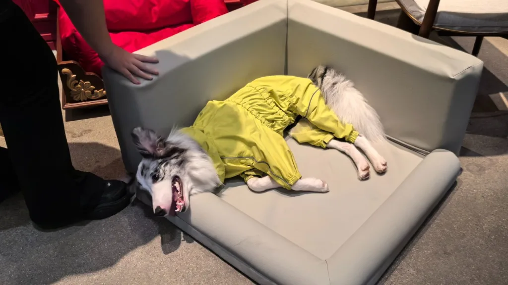 ensuring every dog and its parents enjoy optimal comfort, safety, and joy