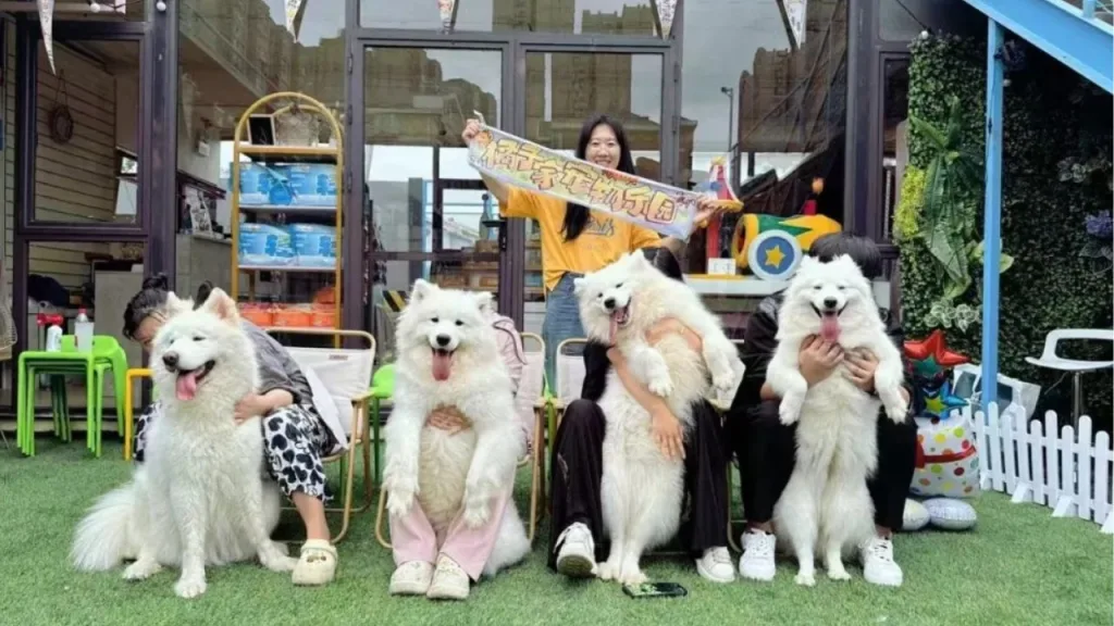 Orange Pet Paradise