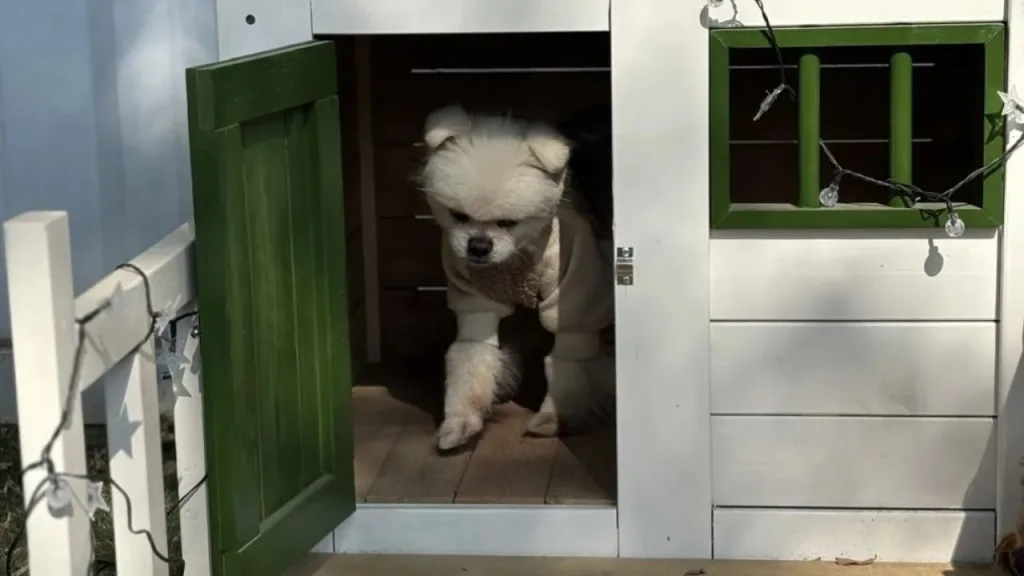 boarding for dogs