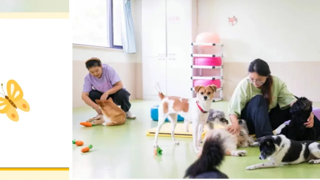 Dog Hotel