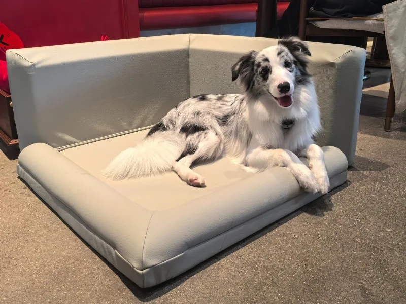 orthopedic dog bed