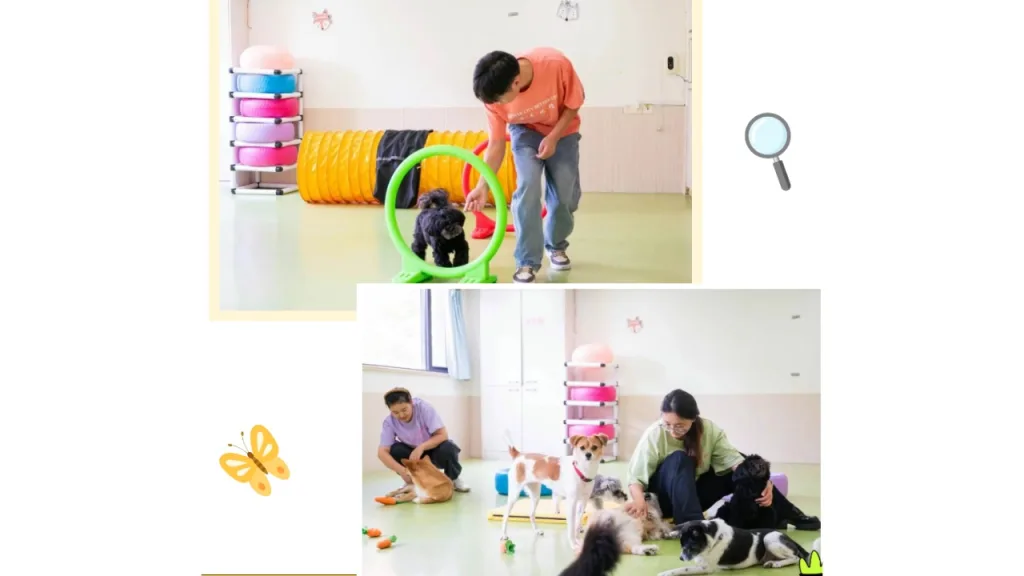 dog daycare near me
