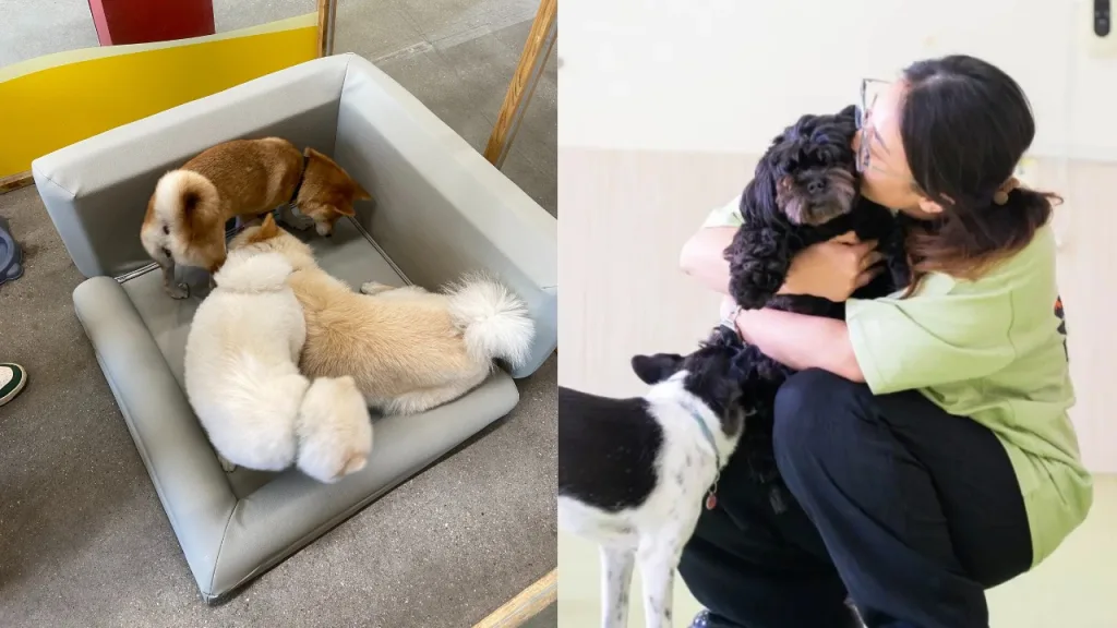 staff provide cozy dog beds and interactive toys, giving them a sense of security.