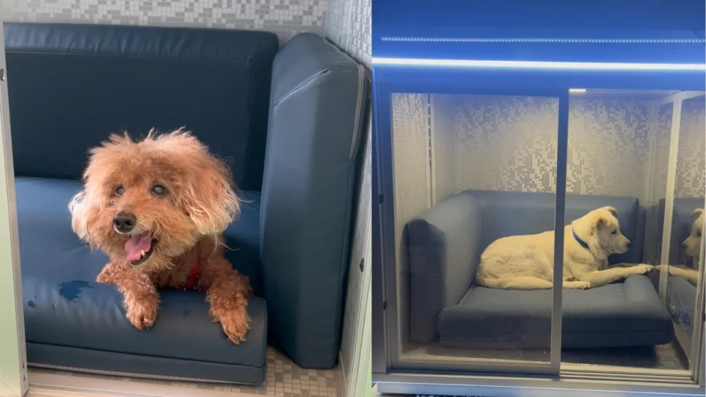 Dog Day Care Prices